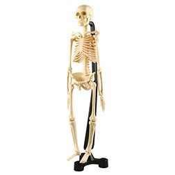 **Mini Skeleton 46Cm