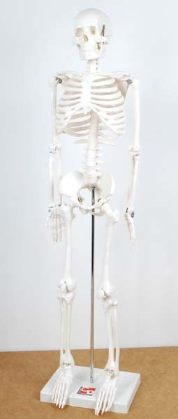 Half-Scale Skeleton