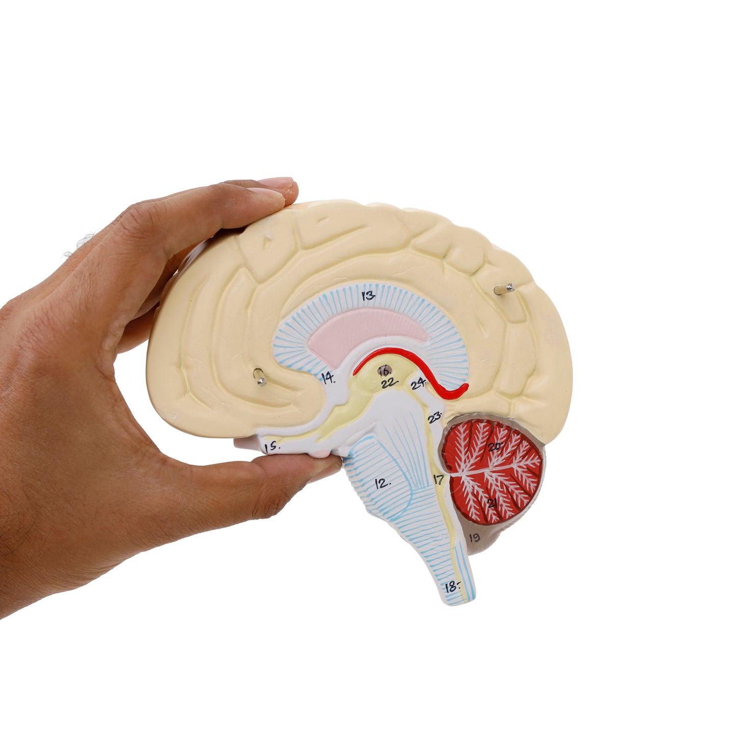 Human Brain Model - 2 Part