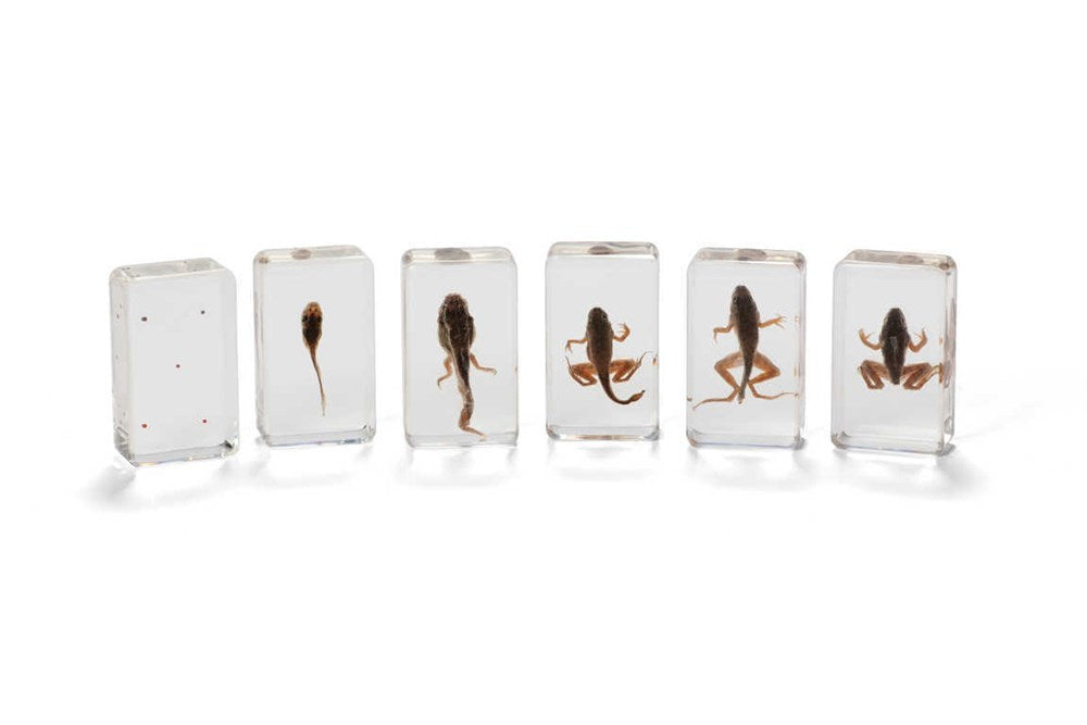Mini Beasts Frog Life Cycle