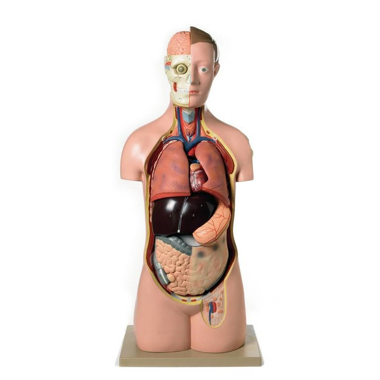 Human Torso Model 17 Parts