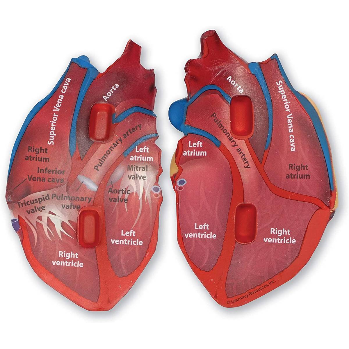CrossSection Human Heart Model