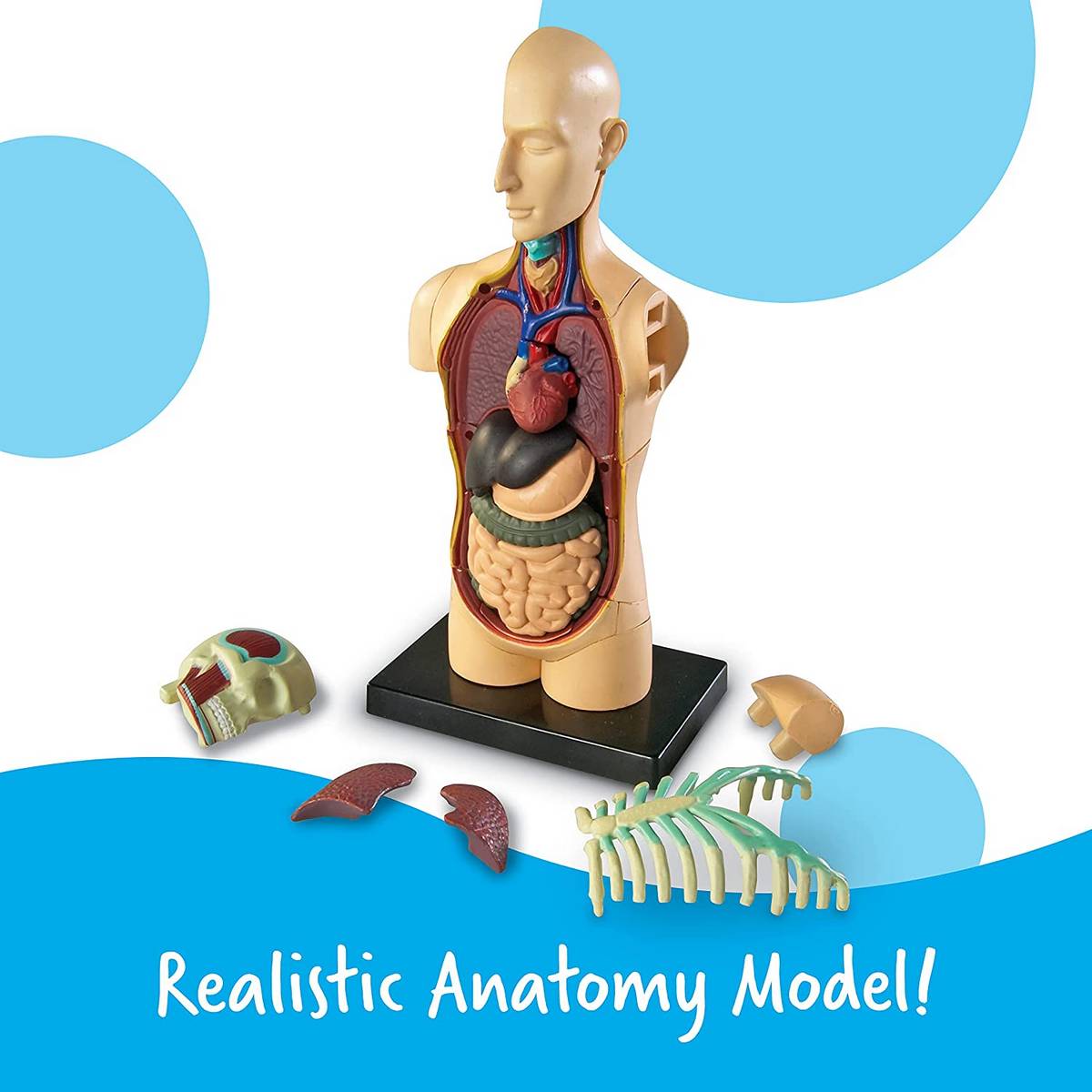 Anatomy Model Human Body