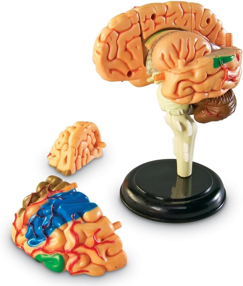 Anatomy Model Brain