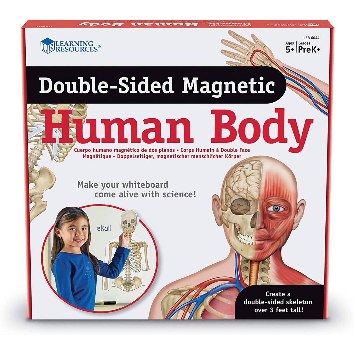 Learning Resources Double Sided Magnetic Human Body