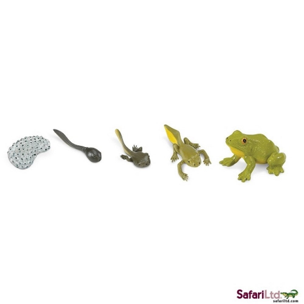 Safari Life Cycle of a Frog