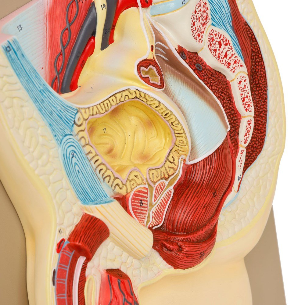 Human Male Reproductive System Model - ABC School Supplies