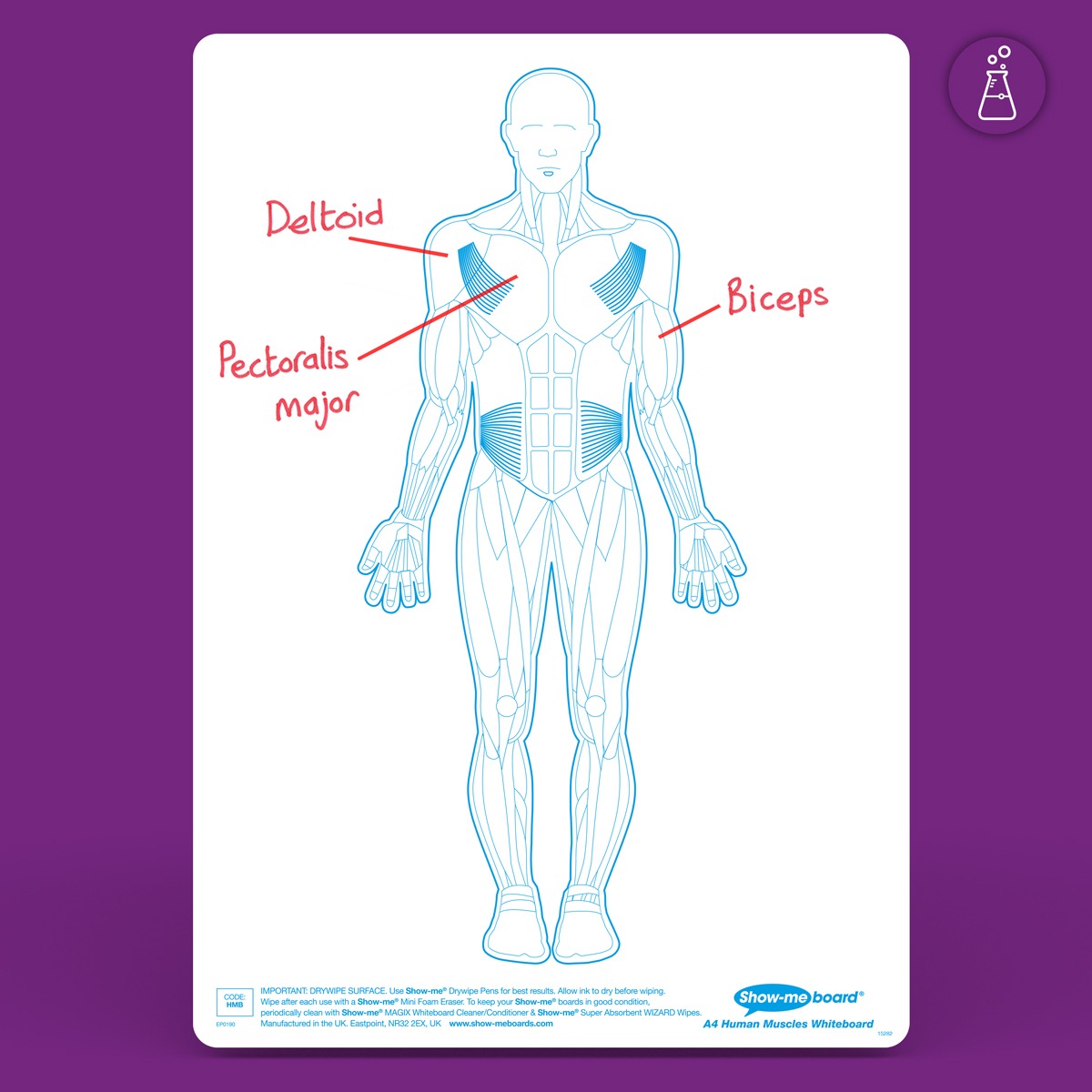 Show-Me Bulk Box Drywipe Board Pack, Pens & Erasers - Human Muscle, A4 100 Sets