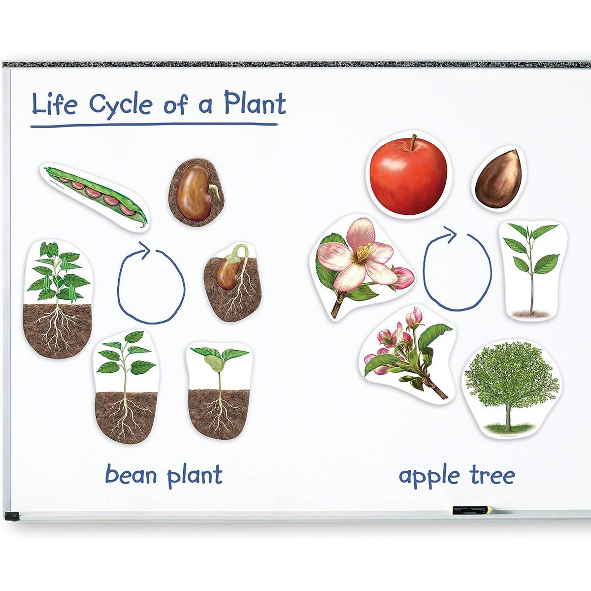 Learning Resources Giant Magnetic Plant Life Cycle - ABC School Supplies