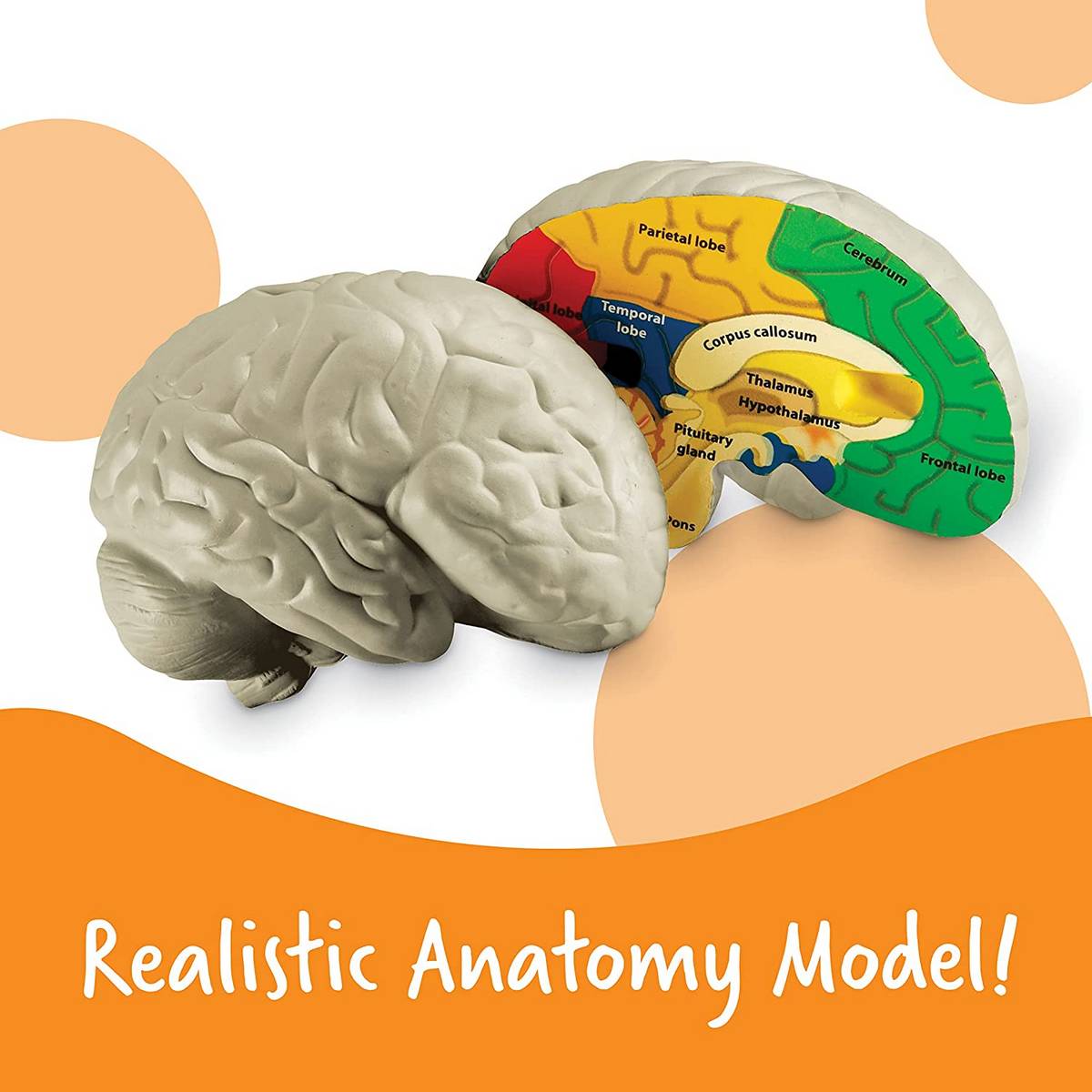 Learning Resources Soft Foam Crosssection Human Brain Model - ABC School Supplies