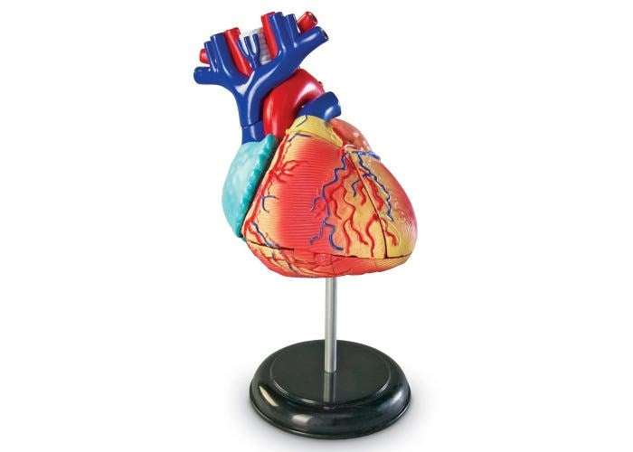 Anatomy Model Heart