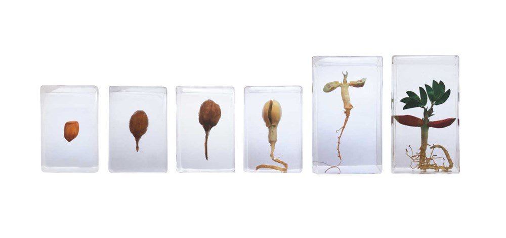 Peanut Life Cycle - ABC School Supplies