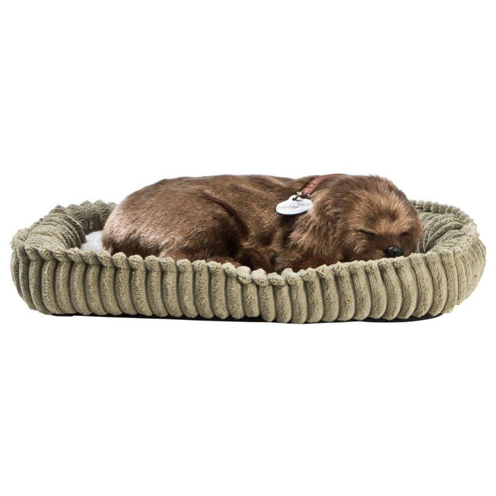 Perfectpetzzz - Sleeping dog - Labrador - ABC School Supplies