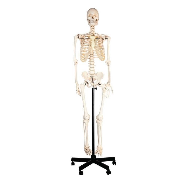 Philip Harris Human Skeleton with Stand - ABC School Supplies