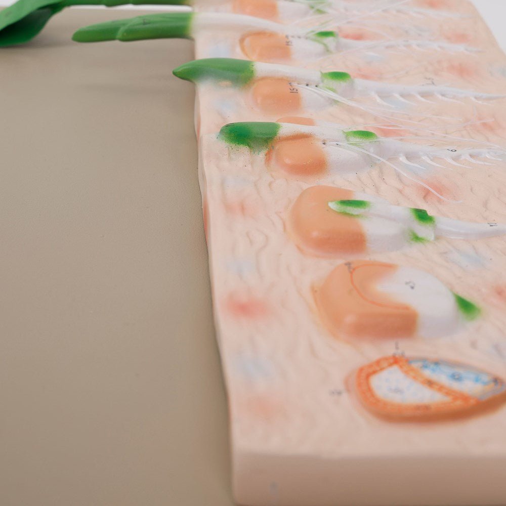 Philip Harris Monocot Seed Germination Model - ABC School Supplies