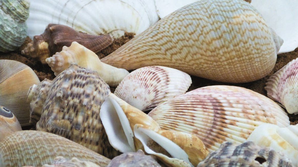 **Small Shells - ABC School Supplies