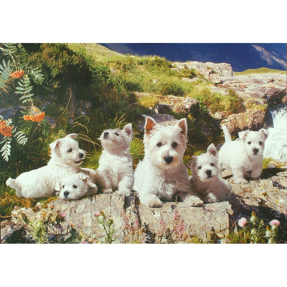 Westies - 1000 Piece Jigsaw Puzzle - ABC School Supplies