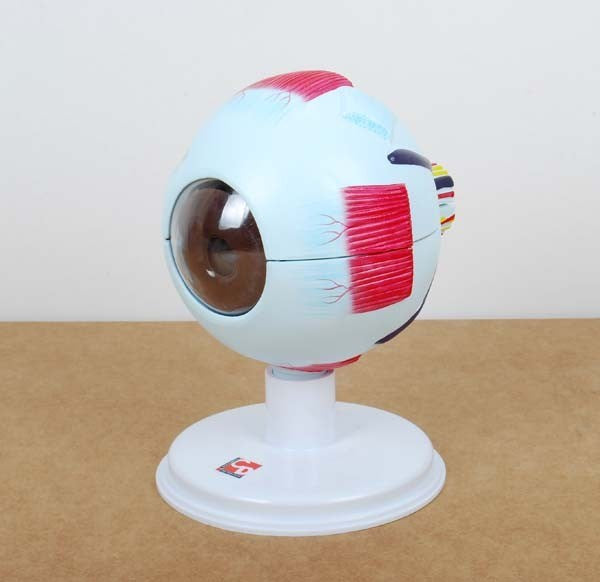 **6 Part Human Eye 4X Life Size