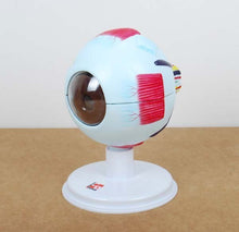 **6 Part Human Eye 4X Life Size