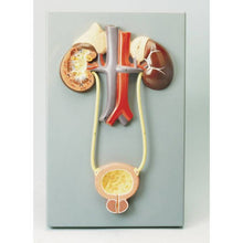 Philip Harris Excretory System Model