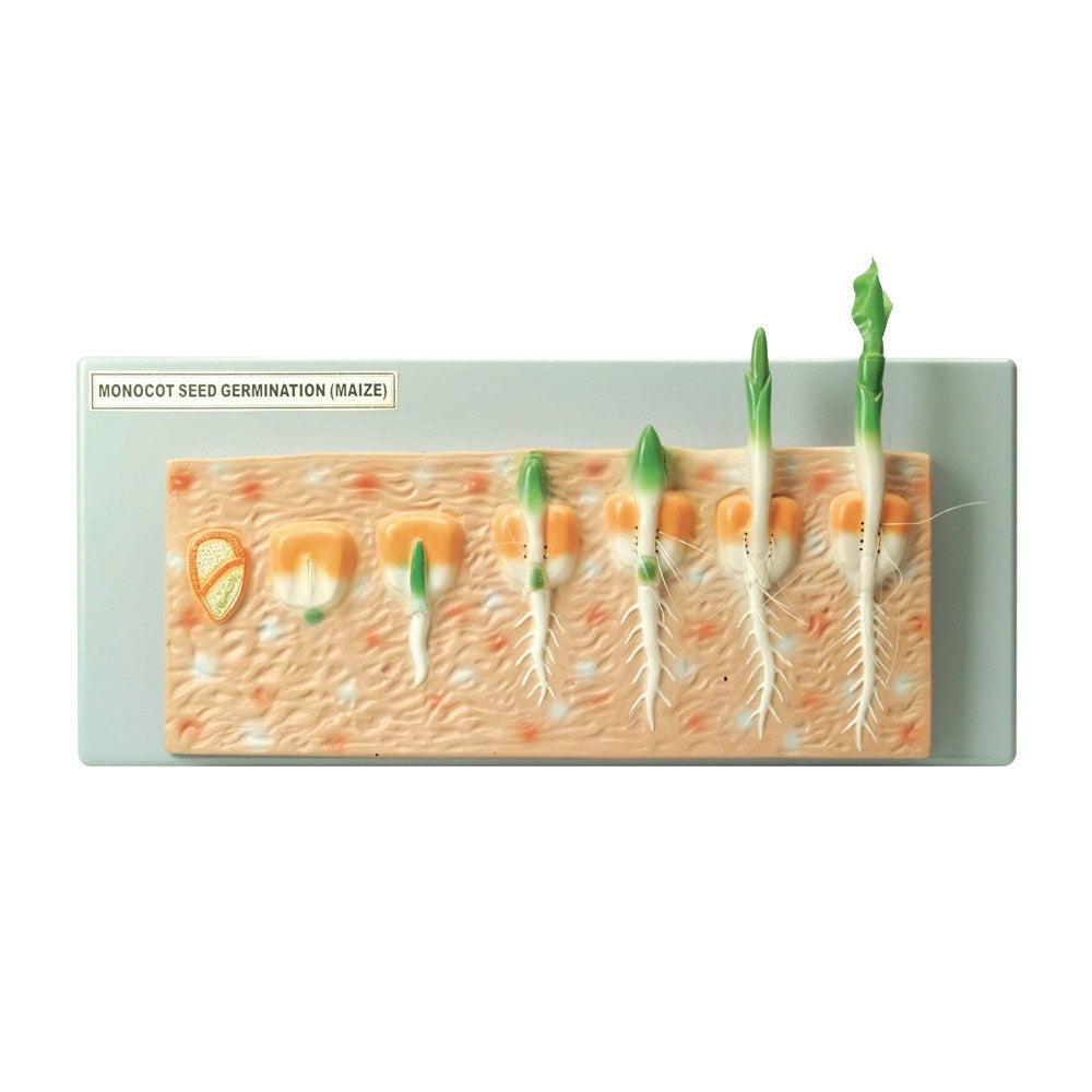 Philip Harris Monocot Seed Germination Model