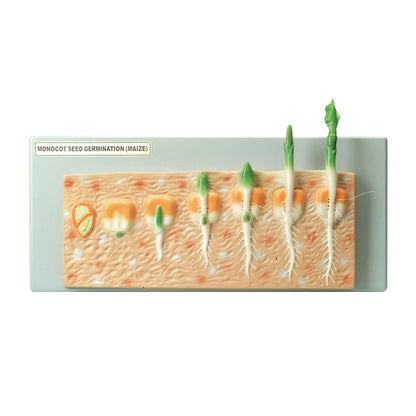Philip Harris Monocot Seed Germination Model