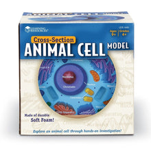 CrossSection Animal Cell Model