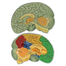 CrossSection Human Brain Model