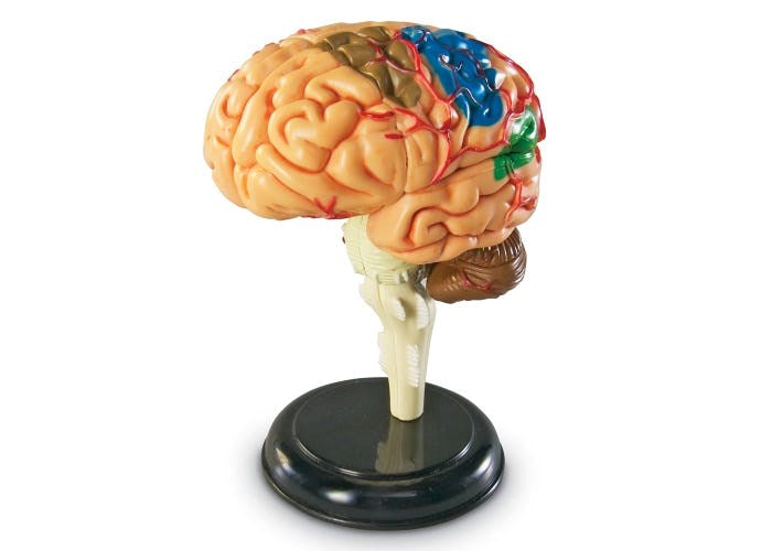 Anatomy Model  Brain