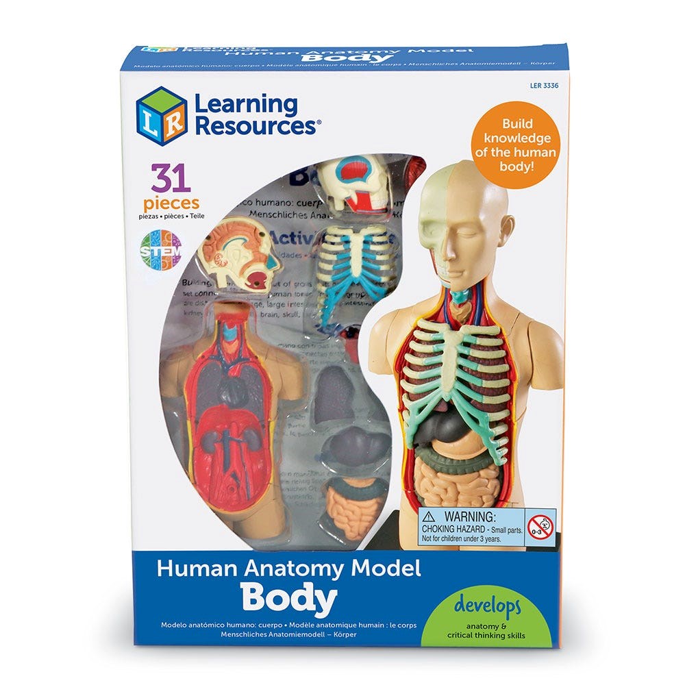 Anatomy Model  Human Body