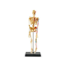 Anatomy Model  Skeleton