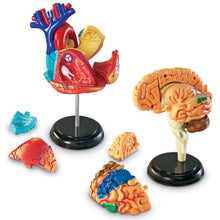 Learning Resources Anatomy Model Bundle