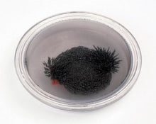**Round Iron Filings Bubble
