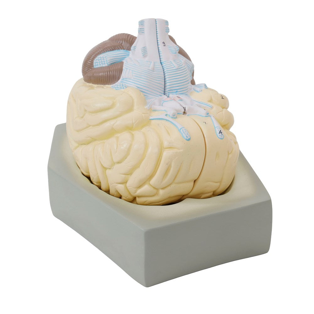 Human Brain Model - 2 Part