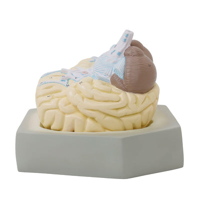 Human Brain Model - 2 Part