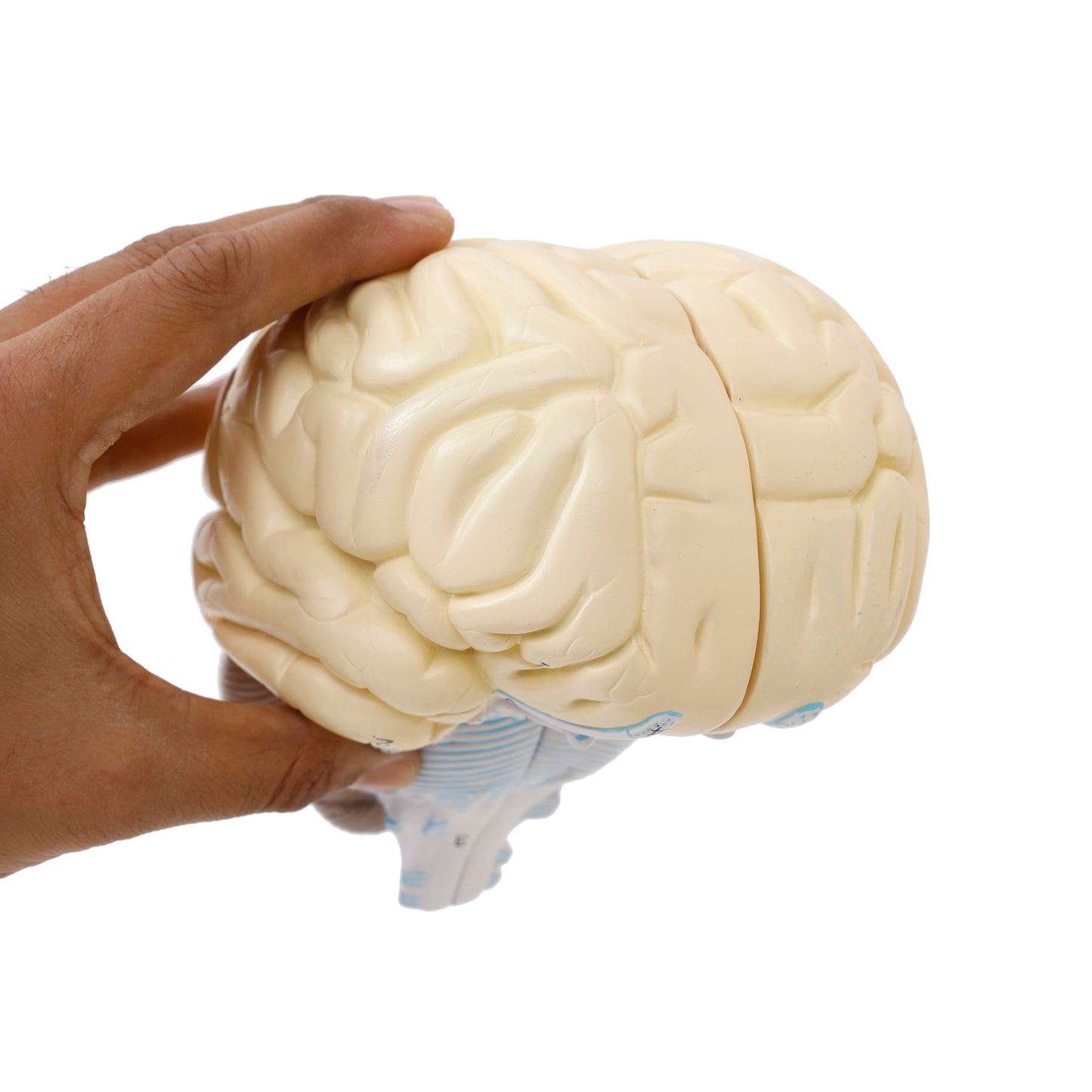 Human Brain Model - 2 Part