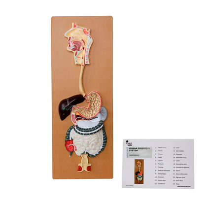 The Digestive System Model