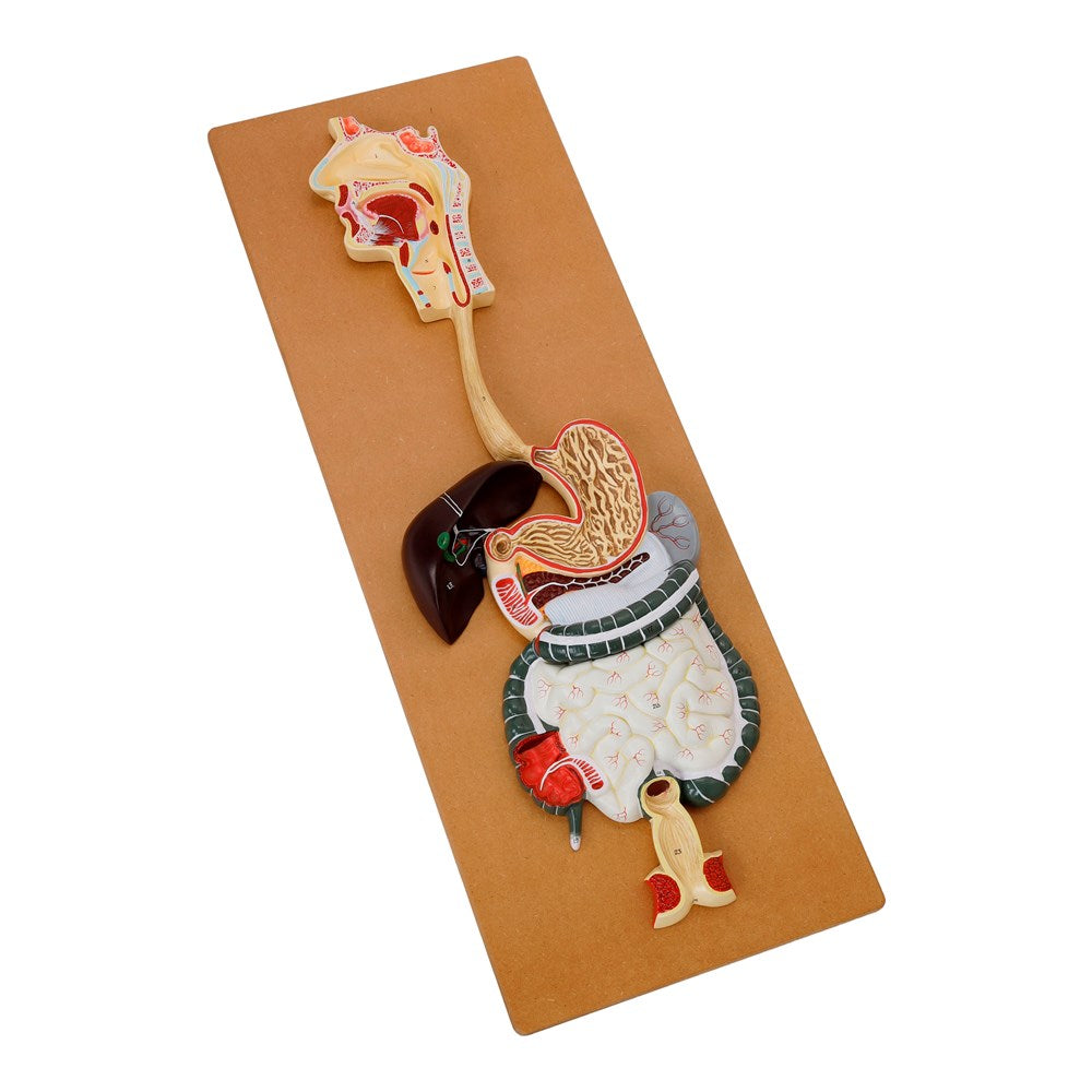 The Digestive System Model