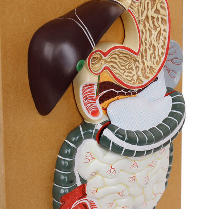 The Digestive System Model
