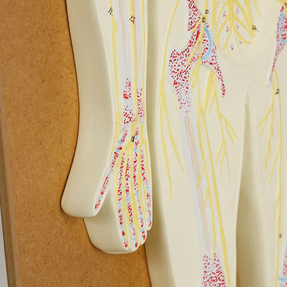 Philip Harris Nervous System Model