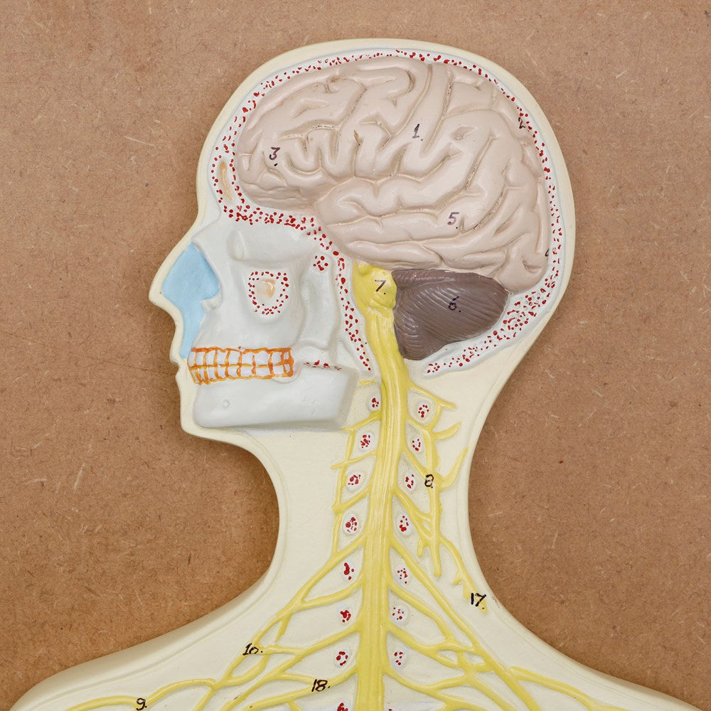 Philip Harris Nervous System Model