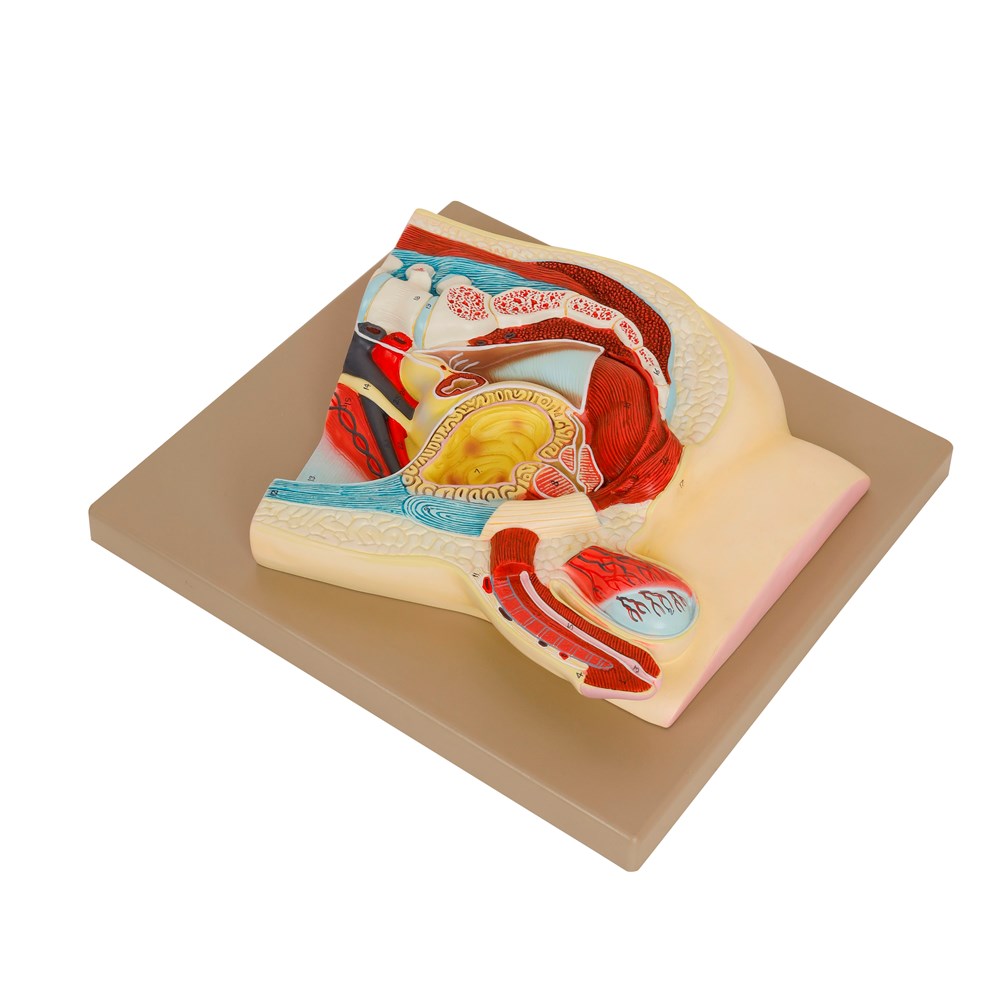 Human Male Reproductive System Model