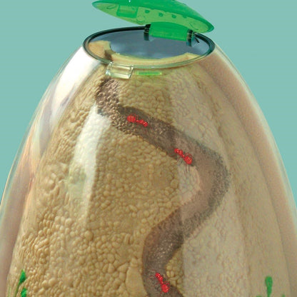 **Ant Mountain