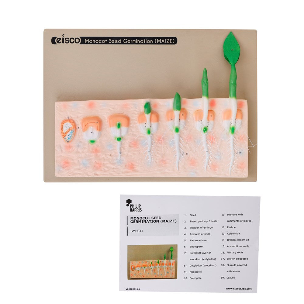 Philip Harris Monocot Seed Germination Model