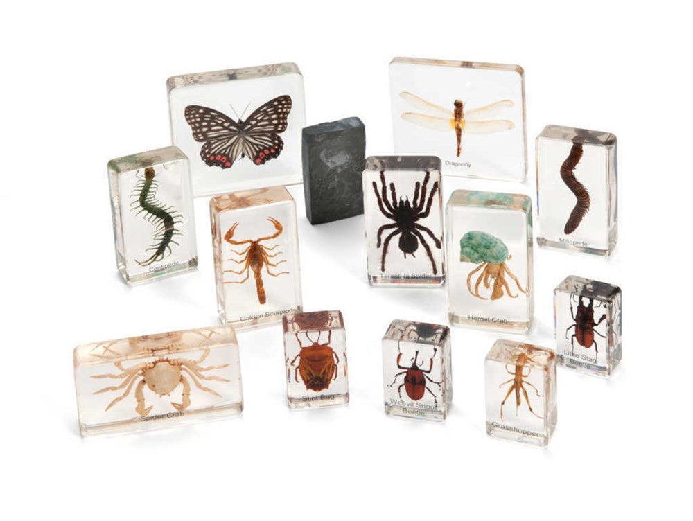 Mini Beasts Arthropods (Large Set)