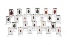Mini Beasts Beetles and Bugs (Large Set)