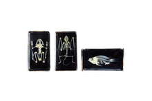 Mini Beasts Skeletons