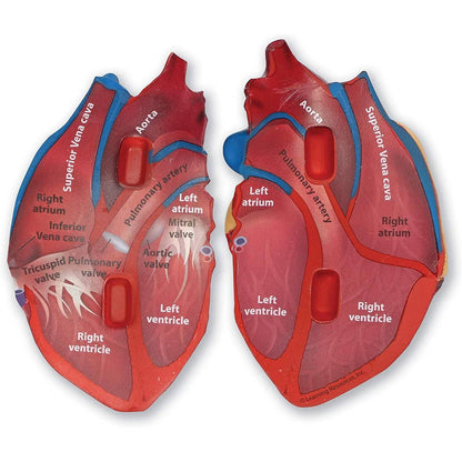 CrossSection Human Heart Model