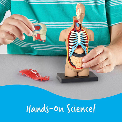 Anatomy Model  Human Body
