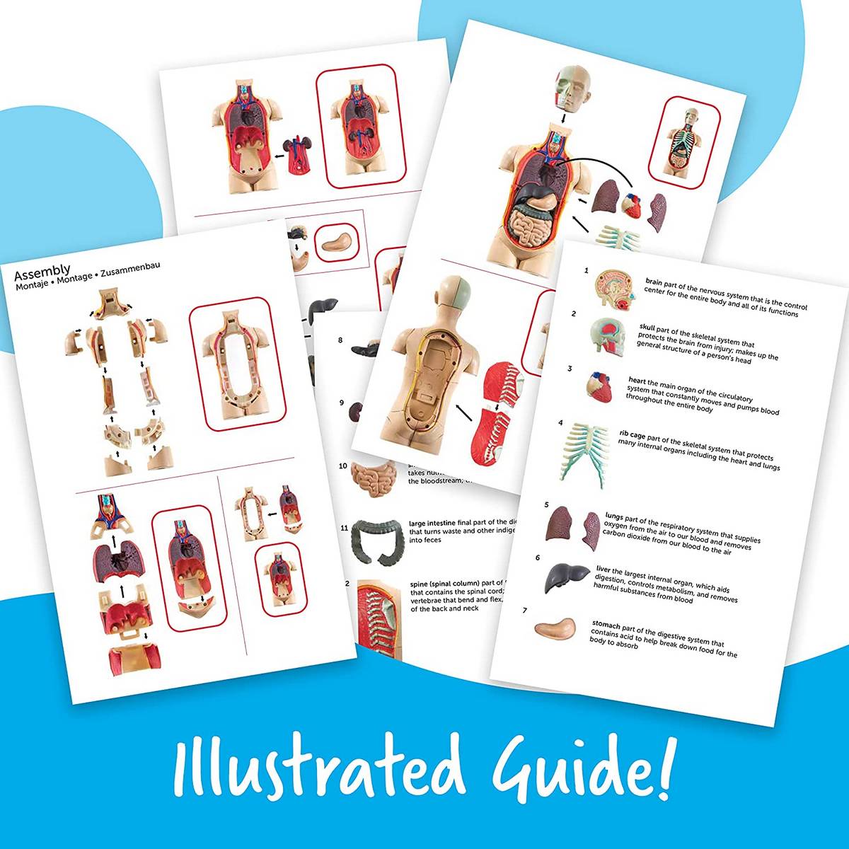 Anatomy Model  Human Body